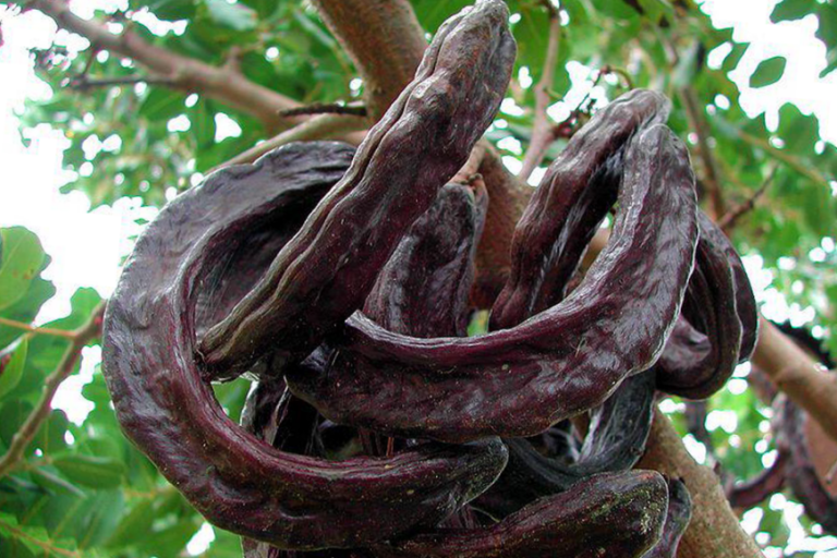 carob e1521801732453