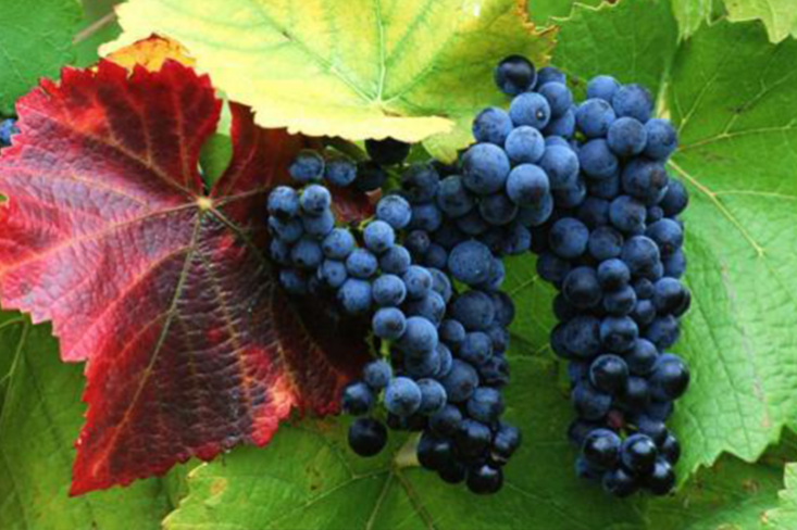 grapes banner e1521801491229