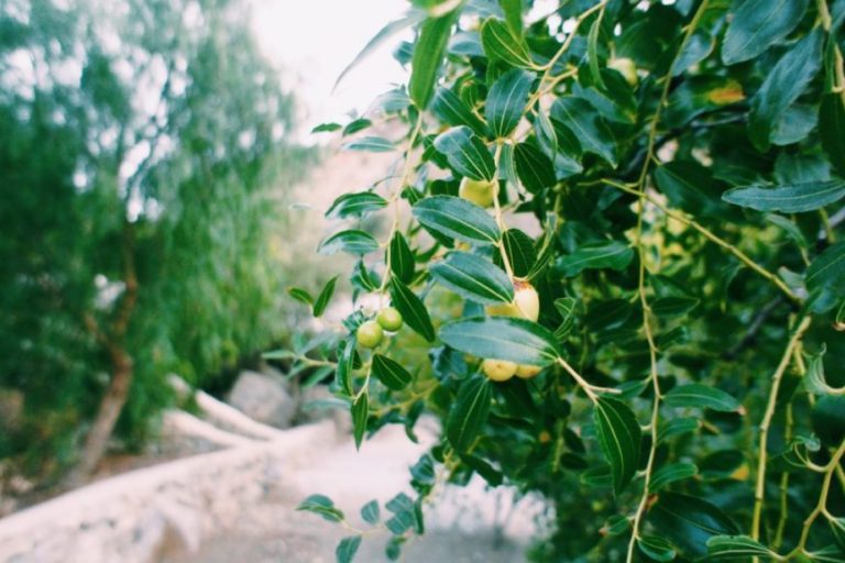 olive e1521801648546