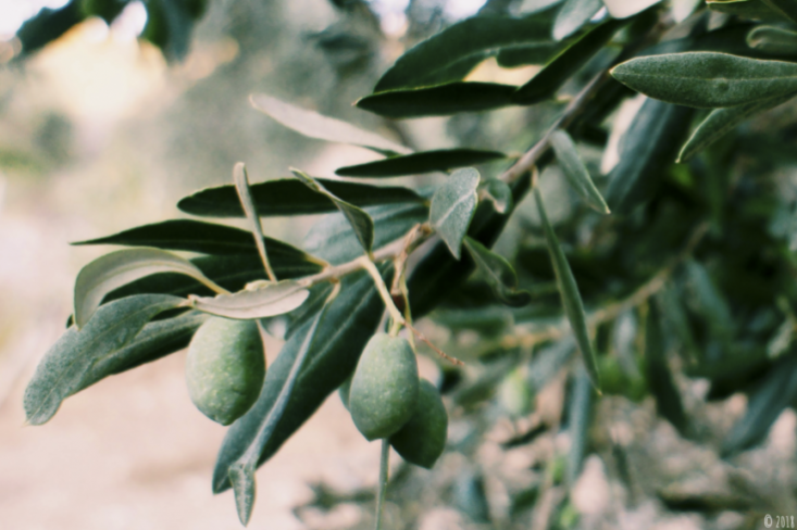 olive unrype banner e1521801668935