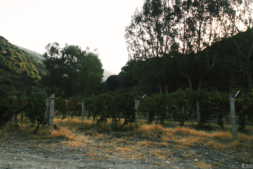 wineyard banner 300x169 1